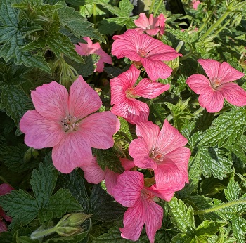 Geranium oxonianum 'Wargrave Pink'